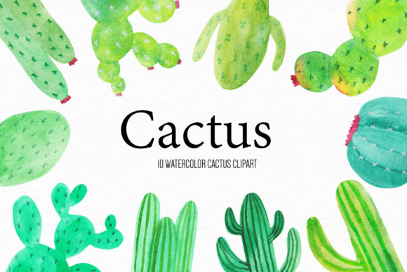 Watercolor Cactus Illustration